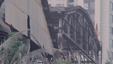 the abandoned factories of the last century were filled with reeds