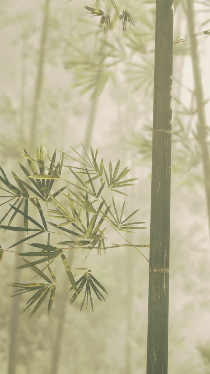 Piante di bambù in una foresta nebbiosa con luce soffusa al primo mattino.