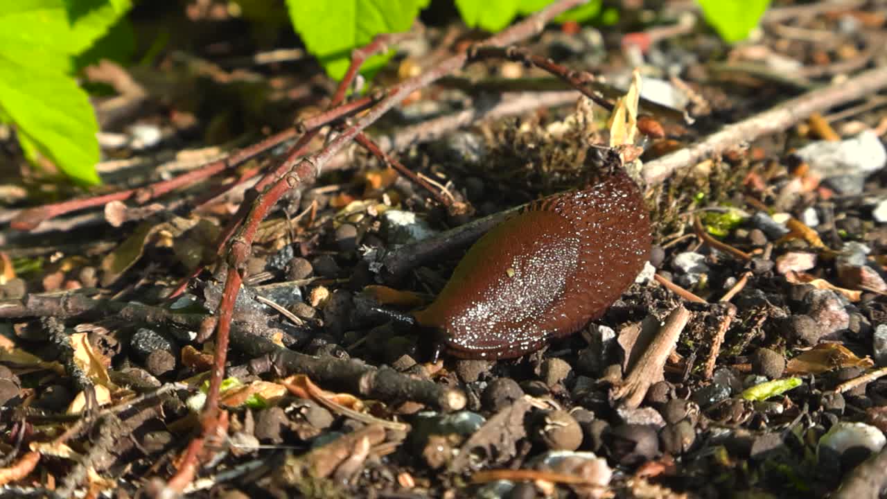 Detailed close up reveals shell-less mollusk, Spanish slug on garden debris. Slimy Arion land slug brown body glistening under the sunlight. Observation of still gastropod and nature organic textures