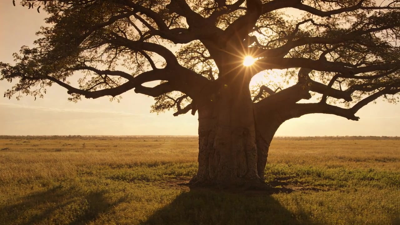 Un solitario baobab che proietta un'ombra sulla pianura al tramonto, con il sole che passa dietro la chioma creando un bagliore.