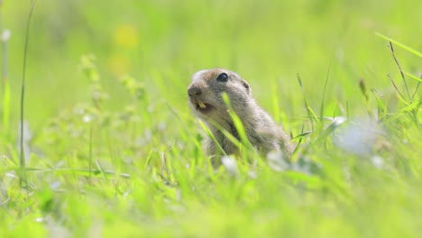 Mountain-Caucasian-ground-squirrel-or-Elbrus-ground-squirrel-(Spermophilus-musicus)-is-a-rodent-of-the-genus-of-ground-squirrels.