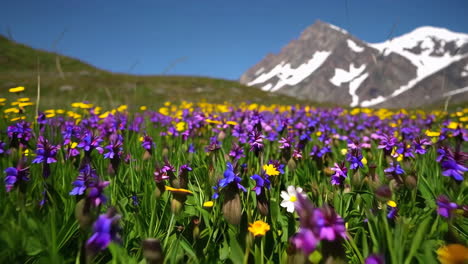 vibrant wildflower meadow with snow-capped mountain background