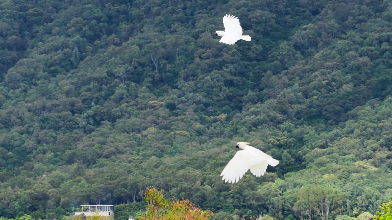 White cockatoos fly gracefully over lush, mountainous Australian landscapes. Captured in natural light with dynamic aerial views