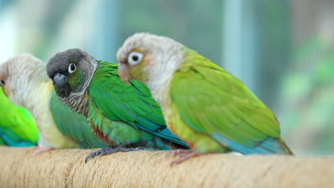 Eine-Gruppe-Von-Grünwangensittichen,-Die-Im-Osan-Birds-Park-Thront