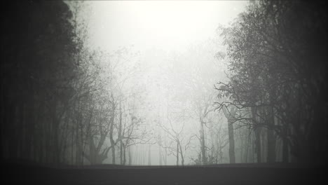 mystical halloween background with dark forest and fog 1