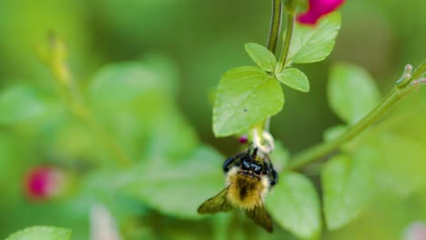 Hummel-Bestäubende-Blume-Nahaufnahme