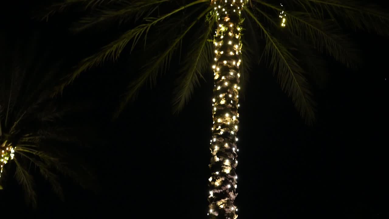 Högtidsfiranden i södra Florida börjar med en palm dekorerad med droppande ljusslingor