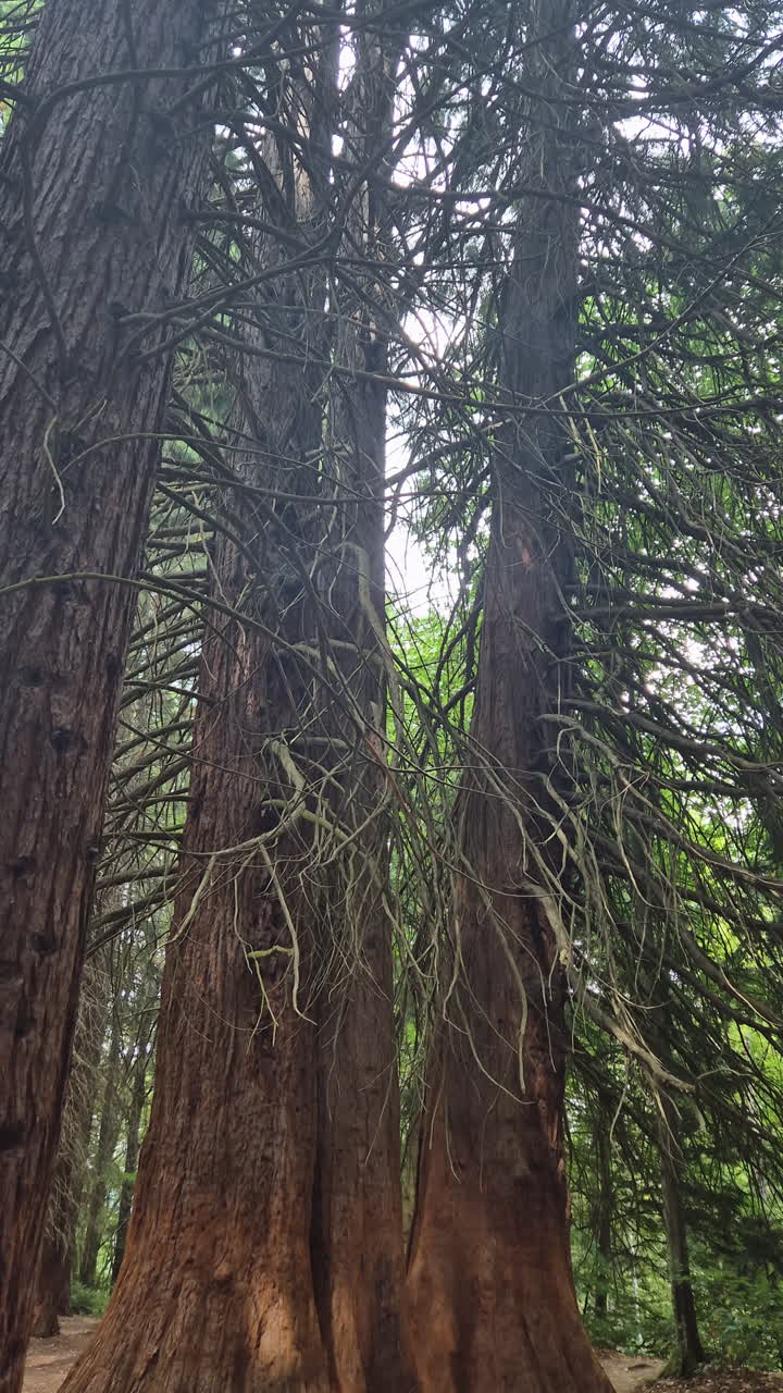 Tre sequoie giganti, verticale