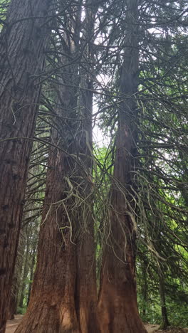 three giant redwood pines sequoia trees, vertical