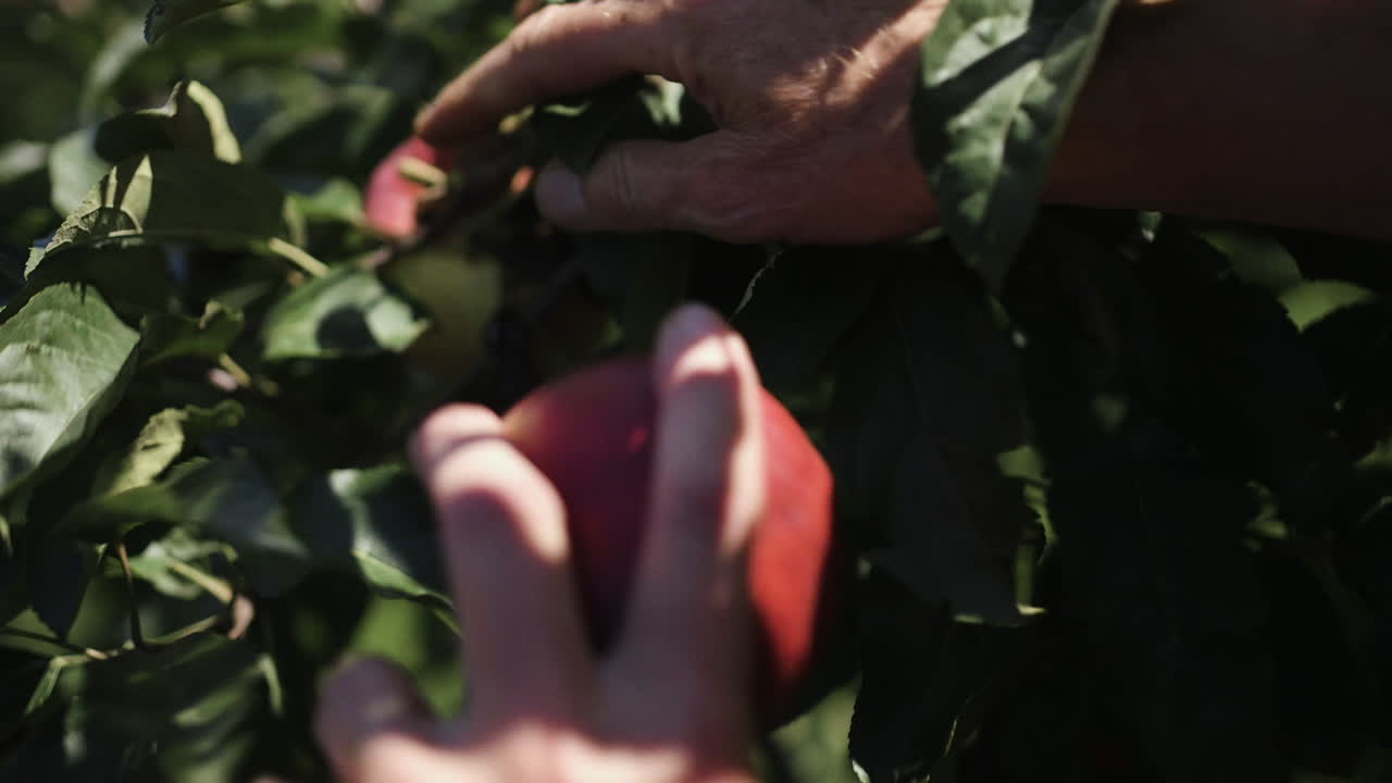 Hands picking apples from a tree