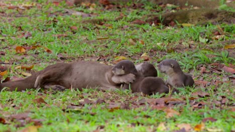 adult smooth coated otter grooming otter pups 2