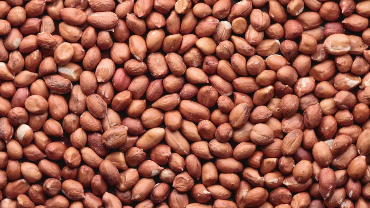 원시 땅콩의 회전 어리