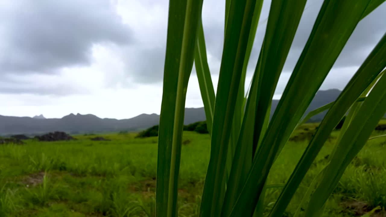 paisaje ventoso, planta de caña de azúcar al frente