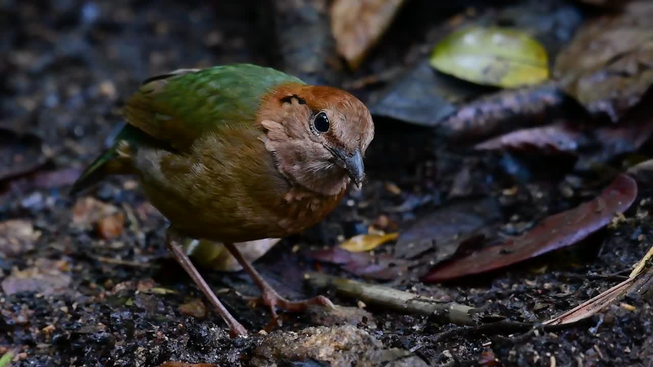 rusty-naped pitta는 고지대 산림 서식지에서 발견되는 신뢰하는 새입니다. 태국에는 이 새를 찾을 수 있는 장소가 너무 많습니다.