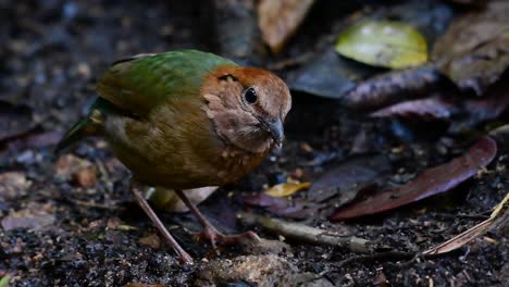 der rostnackenpitta ist ein zutraulicher vogel, der in hochgelegenen bergwäldern vorkommt. es gibt so viele orte in thailand, an denen man diesen vogel finden kann