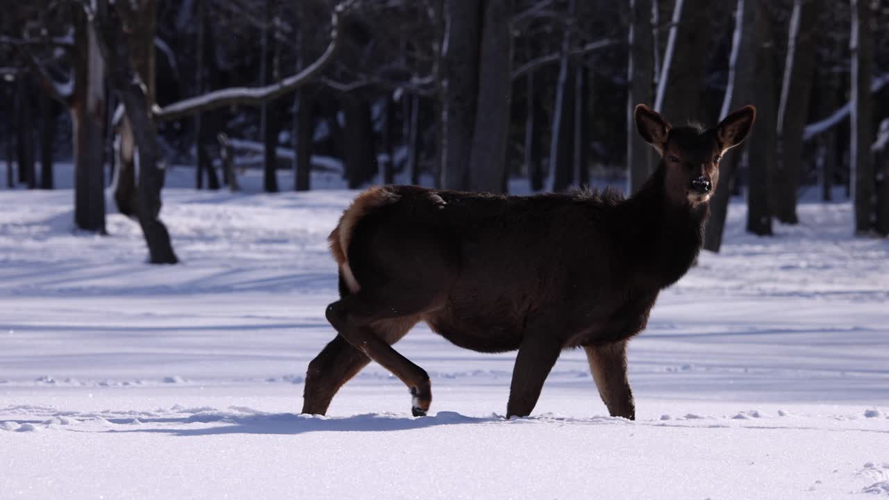 Elg går i sne, ser ind i kameraet, slowmotion, episk dyreliv