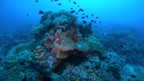 Arrecife-De-Coral-Gigante-En-Aguas-Poco-Profundas-Bajo-El-Agua,-Plano-Medio