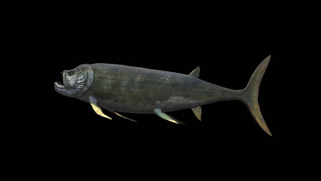 xiphactinus swimming