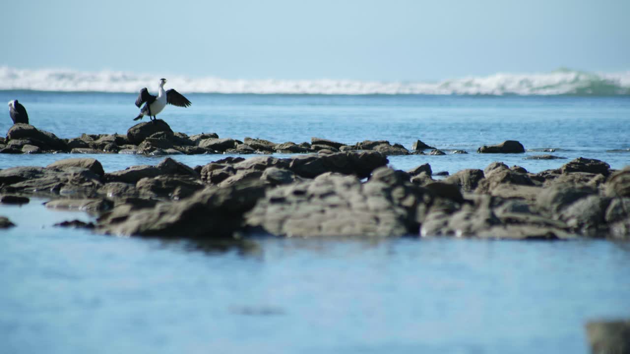 Observe the elegant moment as a Karuhiruhi gracefully dries its wings, showcasing nature's beauty and the bird's meticulous grooming routine in its natural habitat