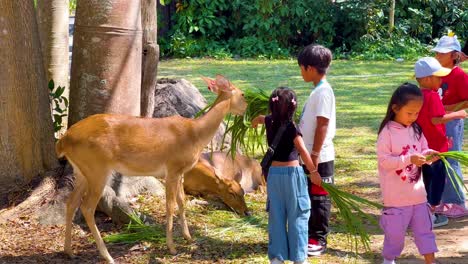 children feeding deer in a zoo setting