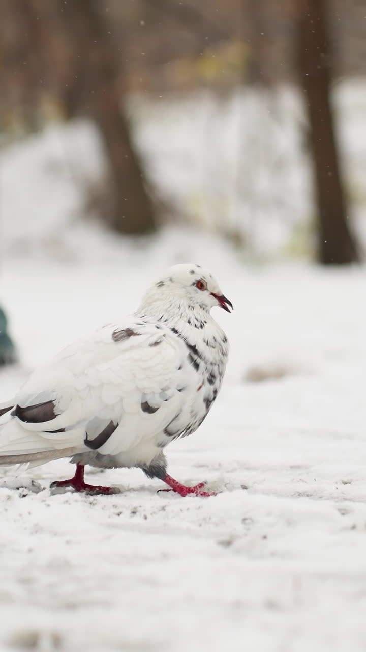 눈 속을 고 있는 얼룩진 비둘기, 으로 는 사람의 부분적인 모습, 부드럽게 떨어지는 눈알과 함께 역동적인 도시 겨울 야생동물 장면을 만니다.