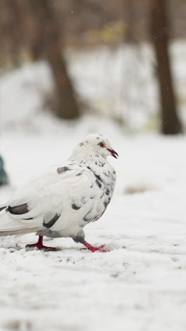 paloma manchada caminando en la nieve, vista parcial de una persona caminando a su lado, creando una escena dinámica de la vida silvestre urbana de invierno con copos de nieve cayendo suavemente