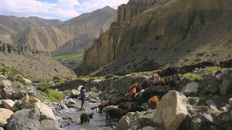 Ein-Kleines-Nepalesisches-Hirtenmädchen-Kehrt-Nach-Hause-Zurück-Und-überquert-Den-Fluss-Mit-Einer-Gruppe-Von-Kühen-Im-Oberen-Mustang-Nepal