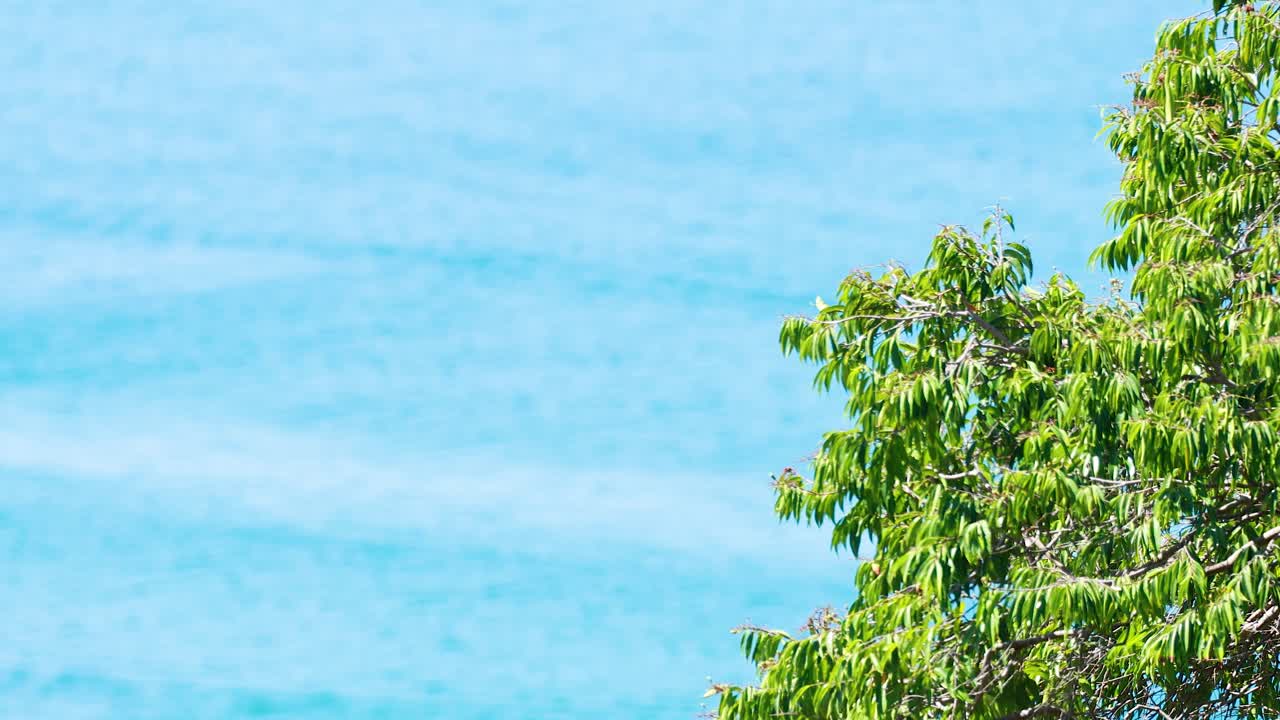 Lush green tree branches sway gently above tranquil turquoise ocean under bright natural daylight