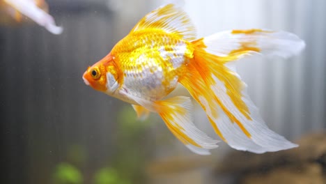 goldfish in freshwater aquarium at home.