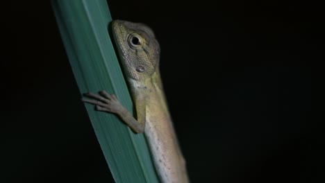 el lagarto de jardín oriental también se llama lagarto de jardín oriental, chupasangre y lagarto cambiable