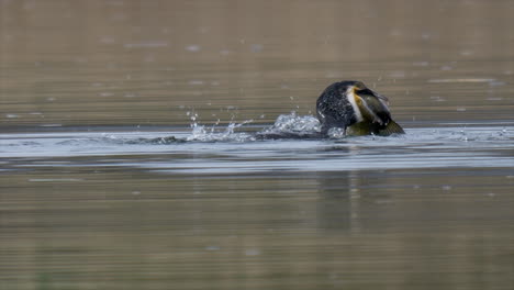 Slow-motion-of-wild-Cormorant-hunting-and-catching-fish-inside-lake-during-daytime---prores-422-high-quality-close-up