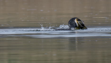 slow motion of wild cormorant hunting and catching fish inside lake during daytime - prores 422 high quality close up