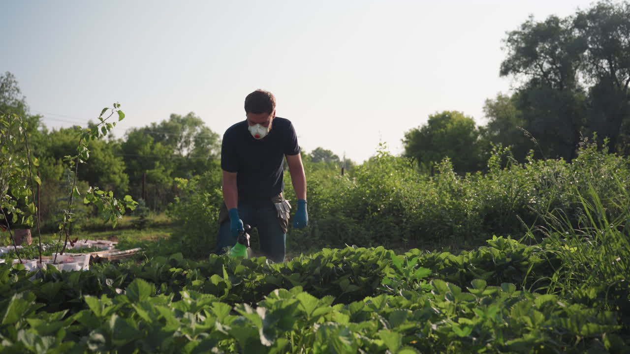 Gardener wearing face mask and gloves bends over strawberry plants while fumigating and manually removing weeds under bright morning sky in green rural farm setting