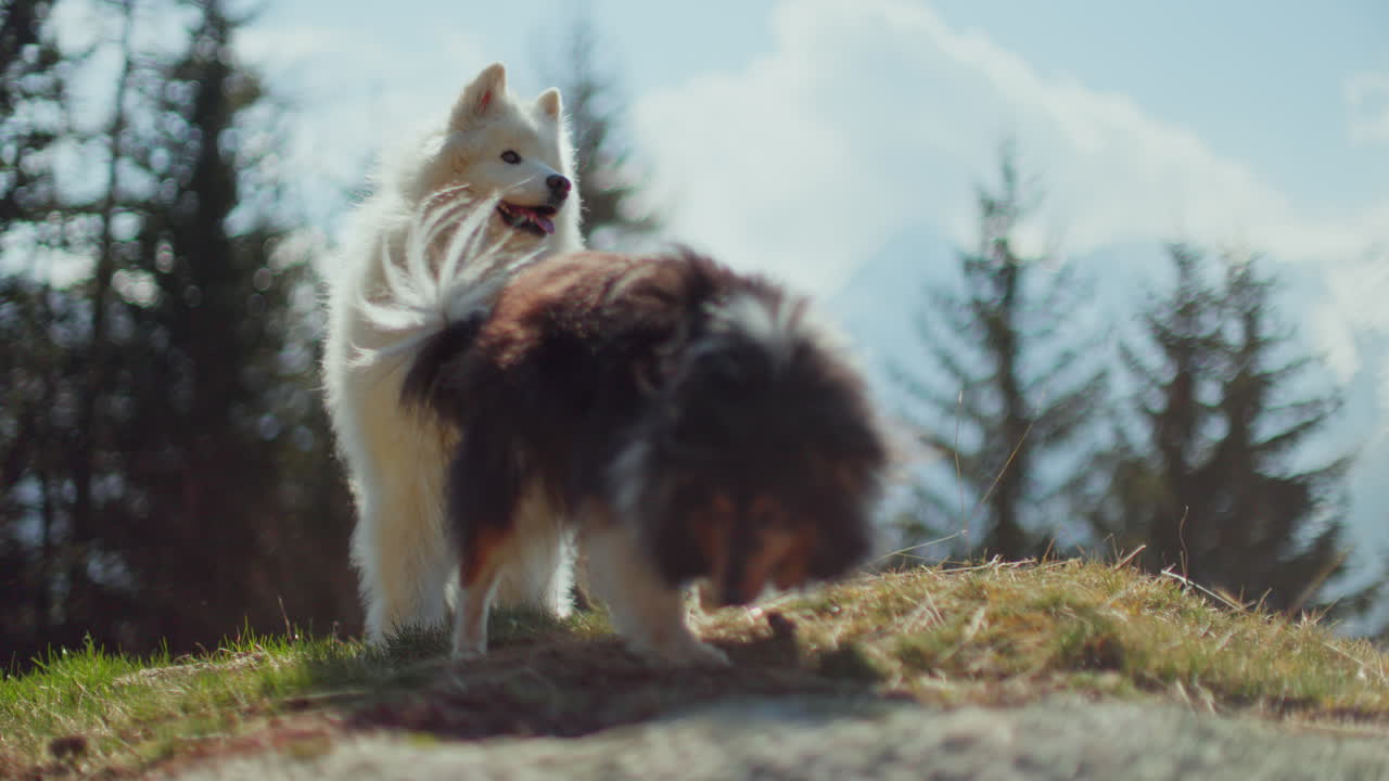 Samoyed and Shetland Sheepdog playing joyfully on a mountain field, surrounded by stunning alpine views and clear skies.