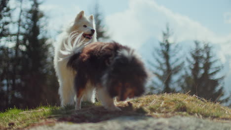 samoyed and shetland sheepdog playing joyfully on a mountain field, surrounded by stunning alpine views and clear skies.