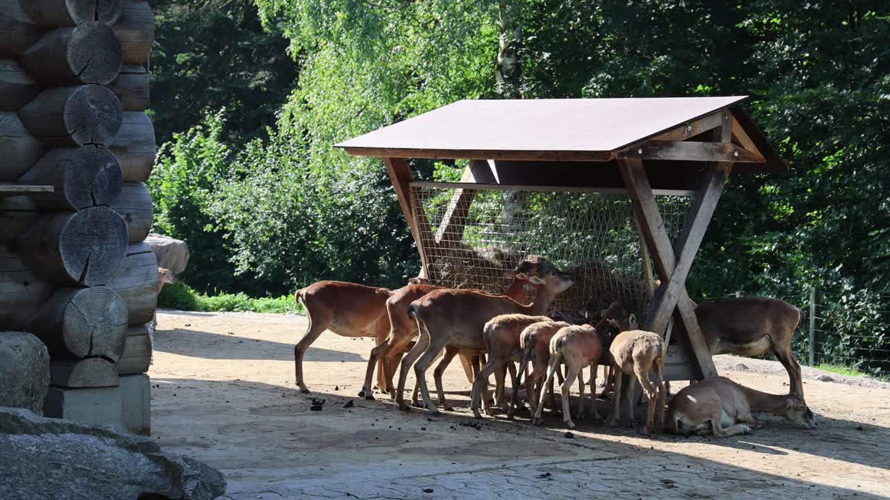 Herd of deer eating food at the animal feeder