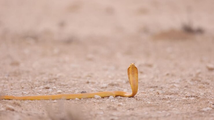 Eine Kapkobra hob ihren Kopf mit geöffnetem Halsschild, bereit zum Zuschlagen, Kgalagadi Transfrontier Park.