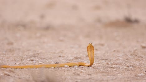 a cape cobra lifted its head with the hood open, ready to strike, kgalakgadi transfrontier park.