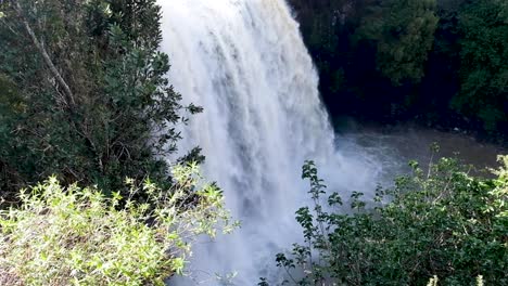 The-huge-Whangarei-Falls-after-a-downpour-throughout-the-region-of-Northland,-New-Zealand-Aotearoa