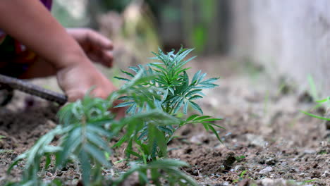 concepto de jardinería