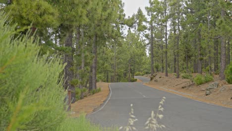 viaje por carretera vista de la carretera en la naturaleza forestal
