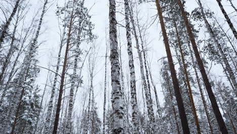 snowy forest canopy