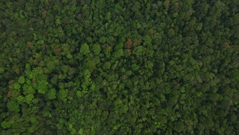 Disparo-De-Drone-De-Un-Bosque-Denso