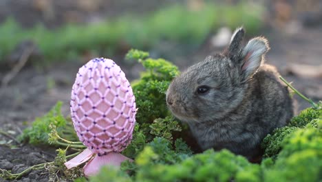 rabbit on green grass, white rabbit little rabbit, little white bunny
