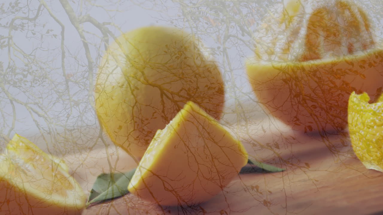 Tree branches pattern overlaying slices of orange and whole fruit in animation