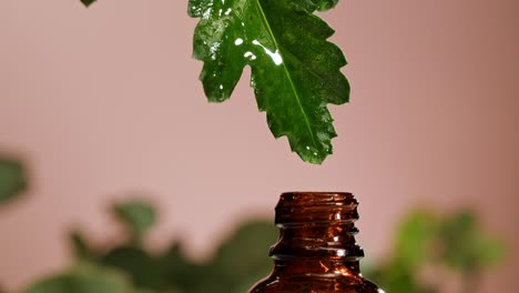 essential oil dropping onto a leaf
