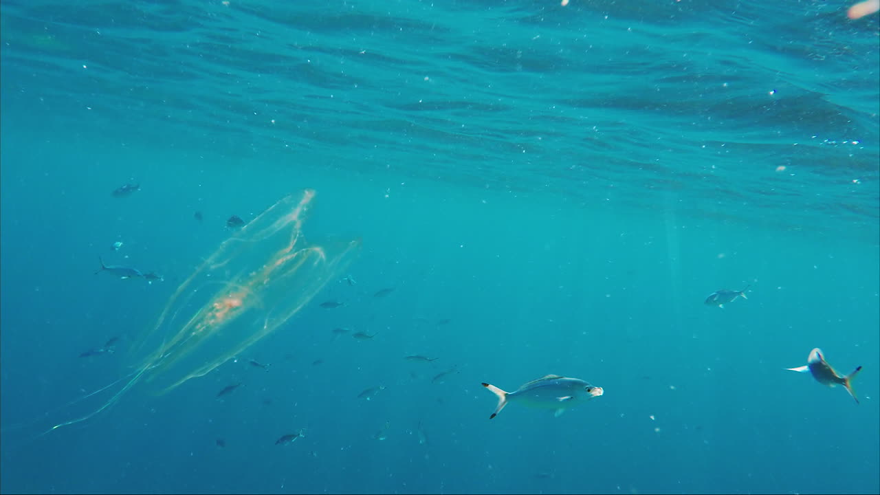 Bioluminescence In The Sea