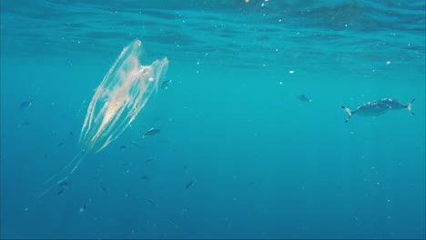 bioluminiscencia en el mar