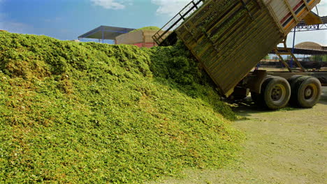 ingredients are dumped by truck for silage