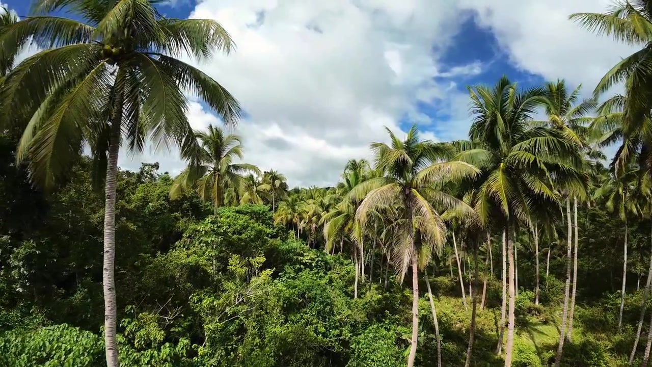 Tropiskt kokoslandskap. Strålande tropisk scen med tätt lövverk och klar himmel. Exotisk miljö på Siquijor med livfulla palmer och azurblå himmel över grönskande undervegetation